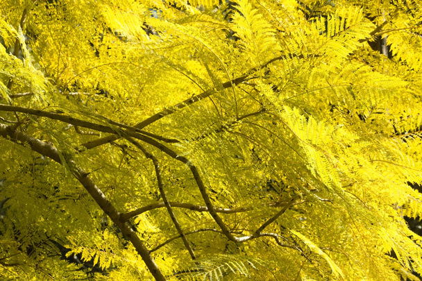 Jacaranda φύλλα - Φωτογραφία, εικόνα