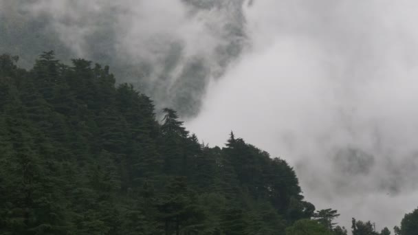 Déšť a mlha vtrhnou do lesa - Záběry, video