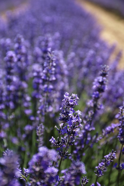 Floral achtergrond: bloeiende lavendel - Foto, afbeelding