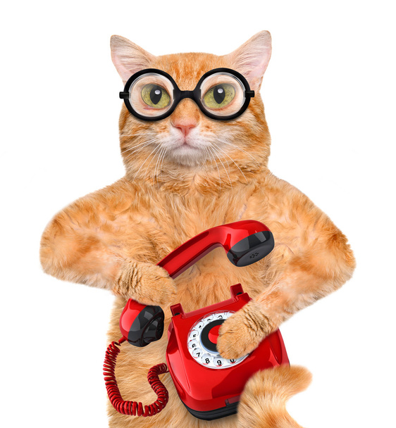 Cat talking on the phone. - Фото, зображення