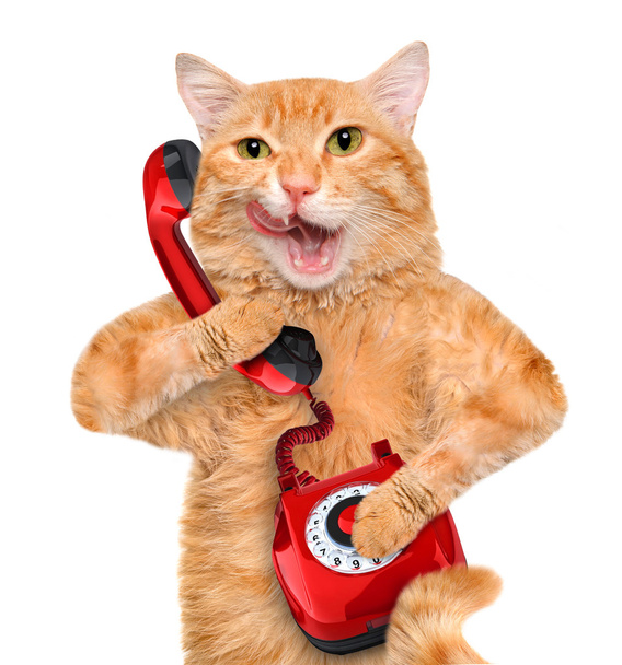 Cat talking on the phone. - Fotoğraf, Görsel