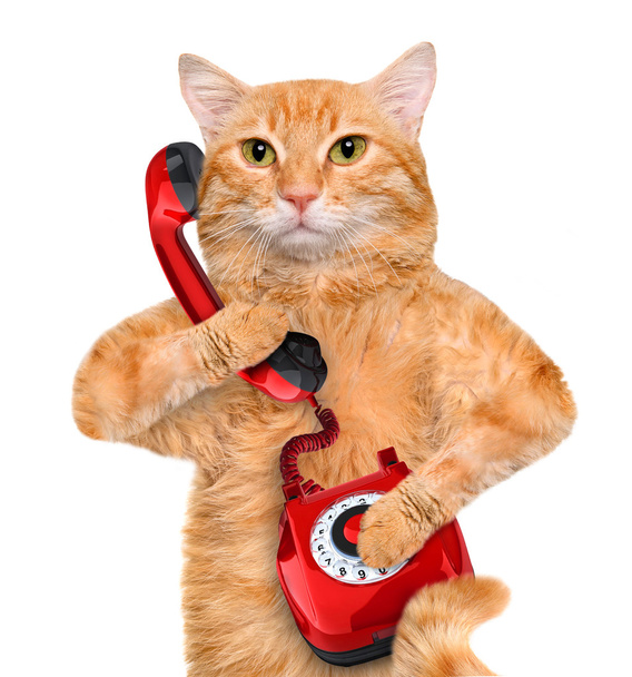 Cat talking on the phone. - 写真・画像