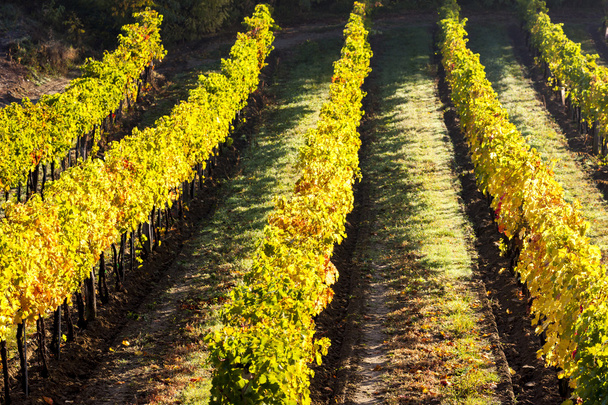 autumnal vineyard, Lower Austria, Austria - Фото, зображення
