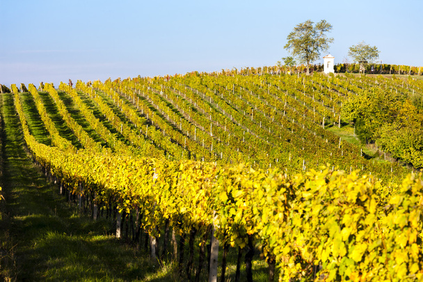 Isten '' s kínzás az őszi vineyard, Modre Hory, déli Mora - Fotó, kép