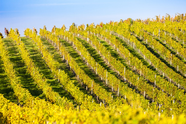 Осінній виноградник, Modre гору, Чеська Республіка - Фото, зображення