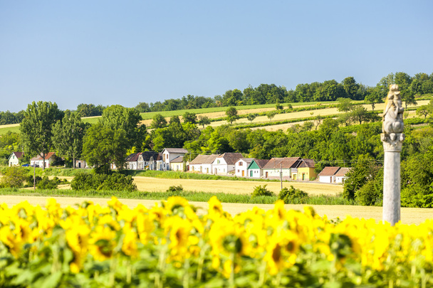wine cellars with sunflower field, Immendorf, Lower Austria, Aus - Photo, Image