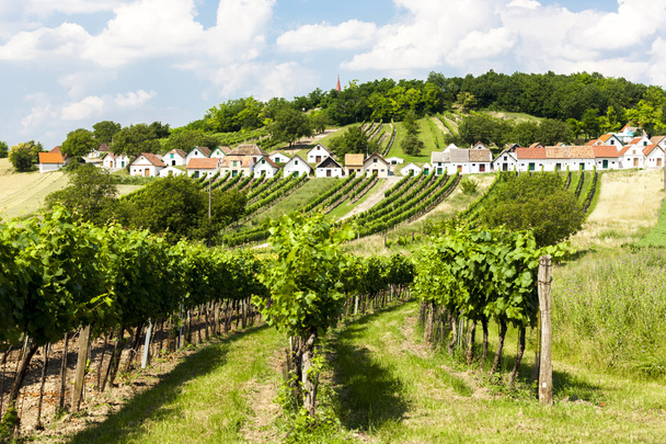wine cellars with vineyards, Galgenberg, Lower Austria, Austria - Foto, Imagem