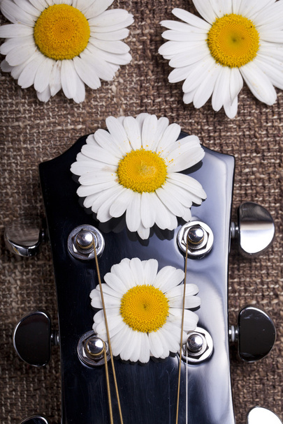гітара і ромашкові квіти
 - Фото, зображення