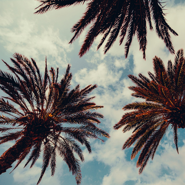 Palm and blue sky - Φωτογραφία, εικόνα