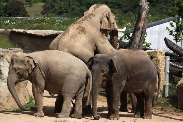 Indian elephants (Elephas maximus indicus) - Photo, Image