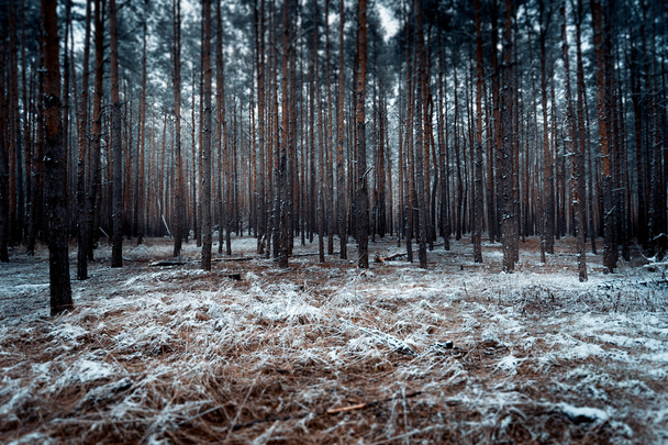 paisagem de floresta escura coberta de neve
 - Foto, Imagem