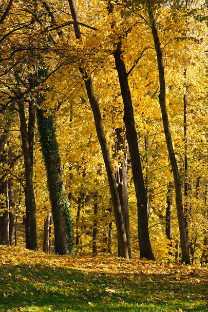 Autumn Pathway - Zdjęcie, obraz