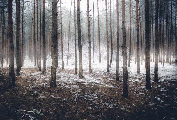 Spooky winter forest vallende nevel - Foto, afbeelding