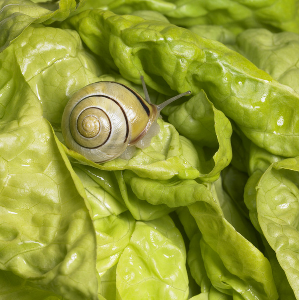 Grove snail upon green lettuce - 写真・画像