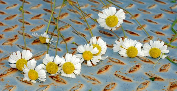  friss Margaréta virágot, chamomiles - Fotó, kép