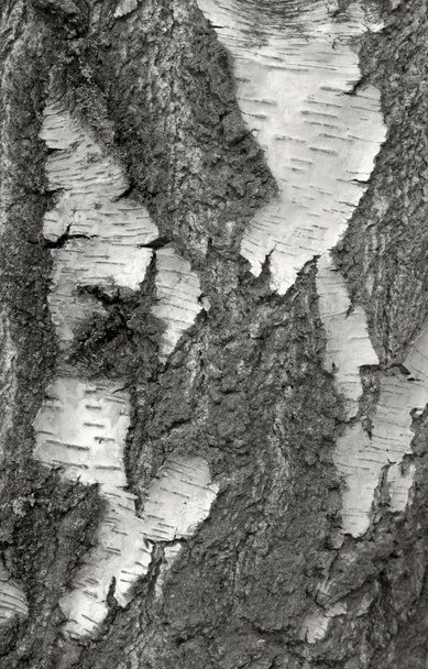粗い樹皮詳細ひびが入った - 写真・画像
