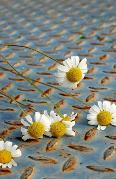 friss Margaréta virágot, chamomiles - Fotó, kép