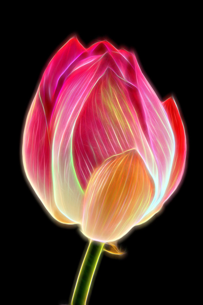 λάμψη εικόνα της lotus - Φωτογραφία, εικόνα