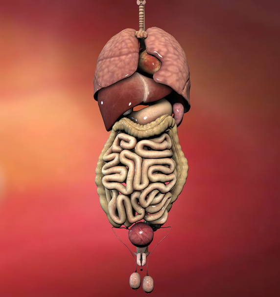 Мужские внутренние органы
 - Фото, изображение