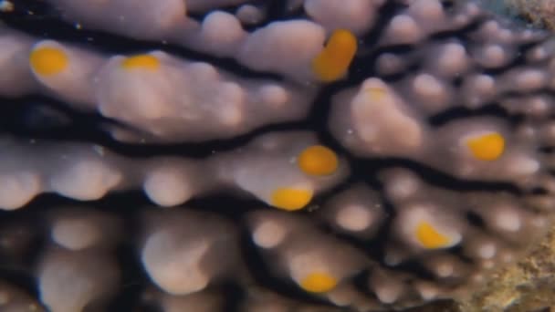 υποβρύχια πλάσματα στο βυθό - Πλάνα, βίντεο