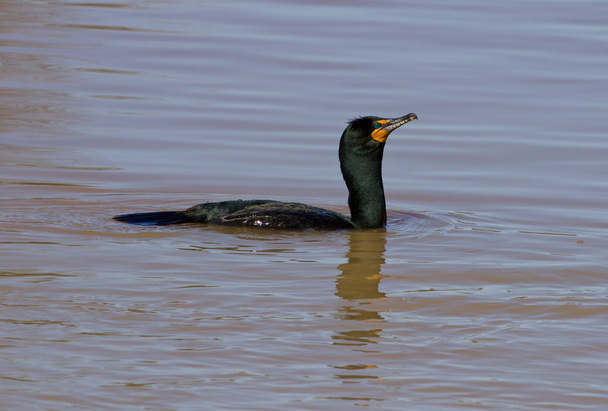 The solely cormorant is swimming somewhere  - Photo, Image