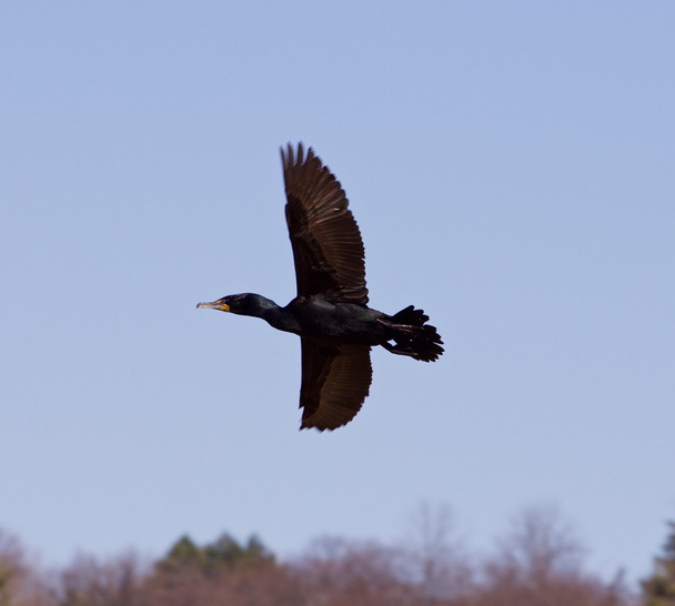 The cormorant is flying - Photo, Image