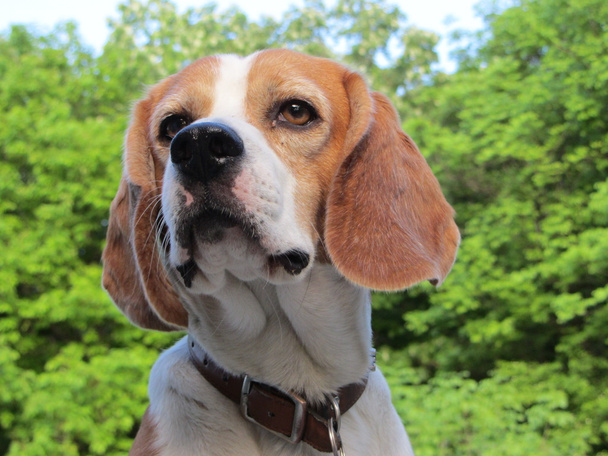 Retrato de Beagle
 - Foto, imagen