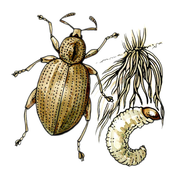 Curculionidae. Un parassita vegetale. Botanica
 - Foto, immagini