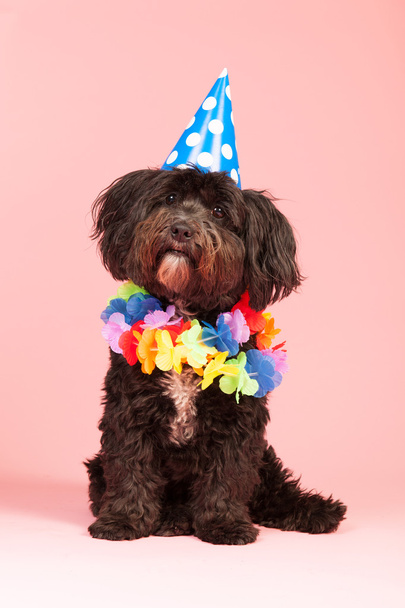 születésnapi kutya - Fotó, kép