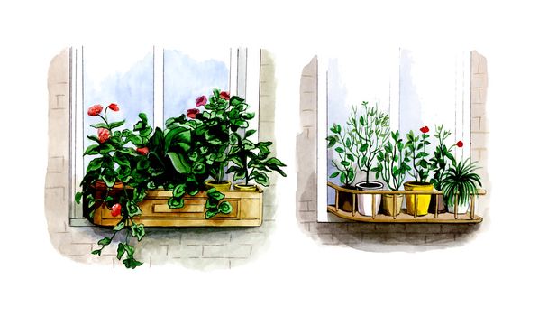 Beltéri növények az ablakon, nyáron helye. Botanika - Fotó, kép