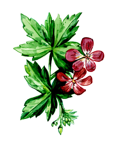 Geranium sylvaticum. Botanik - Foto, Bild