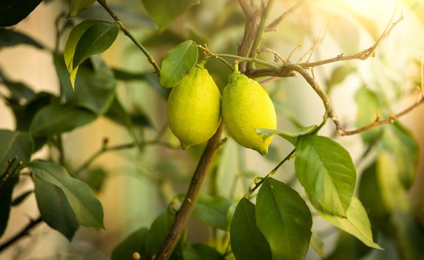 Primo piano di limoni maturi che crescono sugli alberi nelle giornate di sole
 - Foto, immagini