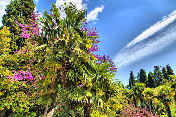 Palm trees and cypresses - Zdjęcie, obraz