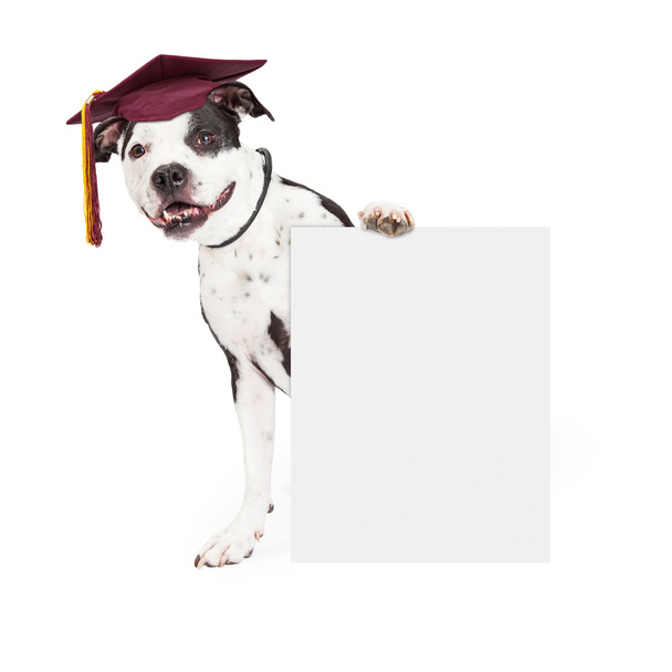 Pit Bull dog wearing graduation cap - Photo, Image