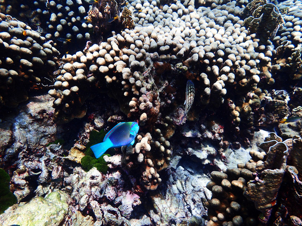 Coral and reef life - Photo, Image