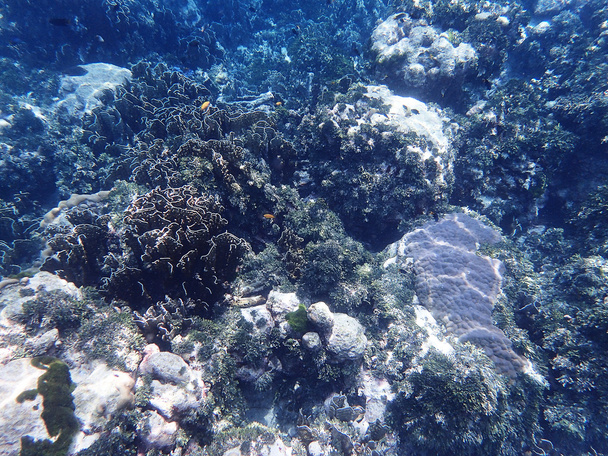 Korallen- und Riffleben - Foto, Bild