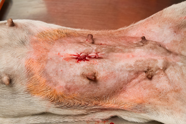 herida de perro después de la operación
 - Foto, imagen
