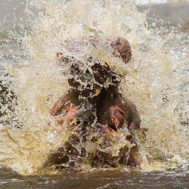 Hippo (Hippopotamus amphibius)
)  - Valokuva, kuva
