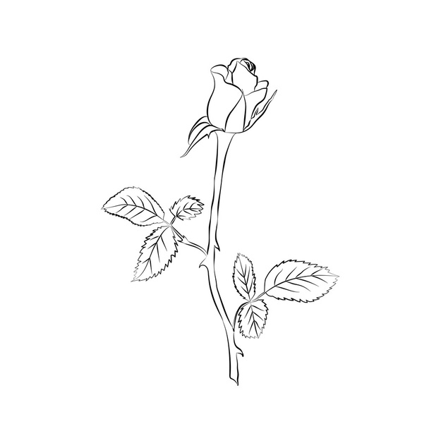 Rose sketch. - Vector, Image