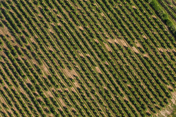 aerial view of the tree plantation - 写真・画像