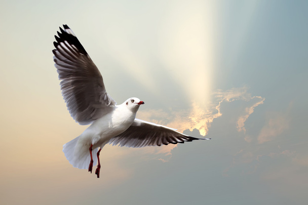 voando gaivota no belo fundo do feixe de sol
 - Foto, Imagem
