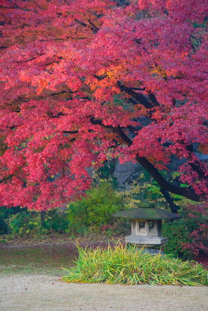 Syksyn lehdet Rikugien Garden, Komagome, Tokio
 - Valokuva, kuva