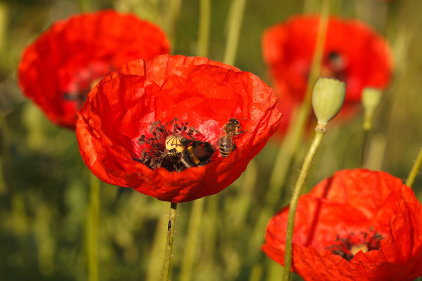 Bees and red poppies close-up on a field - Photo, Image