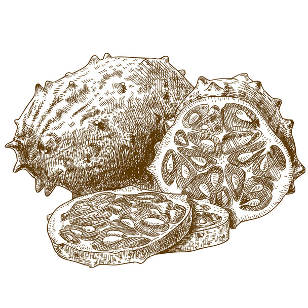 grabado ilustración antigua de melón con cuernos
 - Vector, Imagen