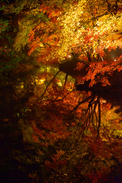Осіннє листя в Rikugien саду, Komagome, Токіо - Фото, зображення