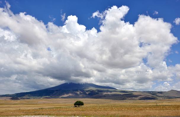 πεδίο και το δέντρο με το σύννεφο μπλε ουρανό - Φωτογραφία, εικόνα