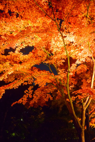 Follaje otoñal en Rikugien Garden, Komagome, Tokio
 - Foto, imagen