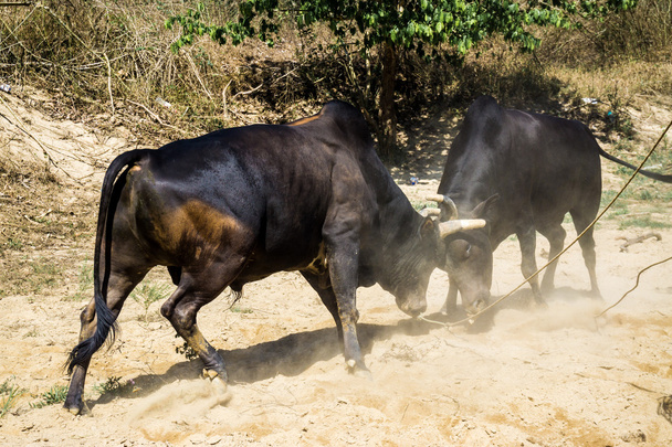 Combattre les attaques de vaches sur le champ de bataille
 - Photo, image