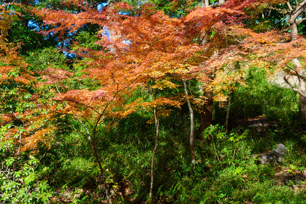 Autumn foliage in the Kyu-Furukawa Gardens, Tokyo - Fotoğraf, Görsel