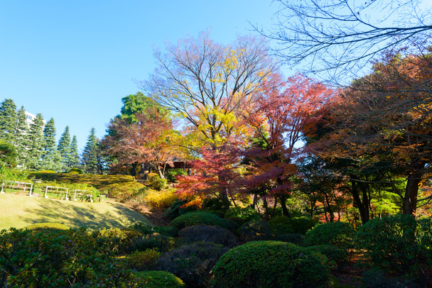 Herfst bladeren in de Kyu-Furukawa tuinen, Tokyo - Foto, afbeelding